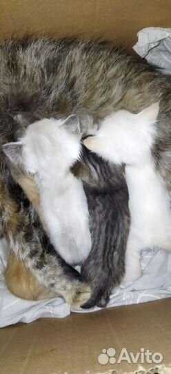 Котята в добрые руки