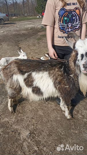 Продам козочек