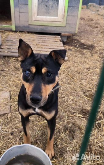 Собака девочка бесплатно