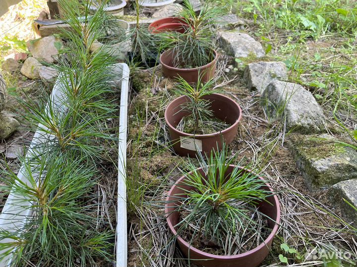 Саженцы кедра