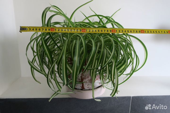 Хлорофитум хохлатый