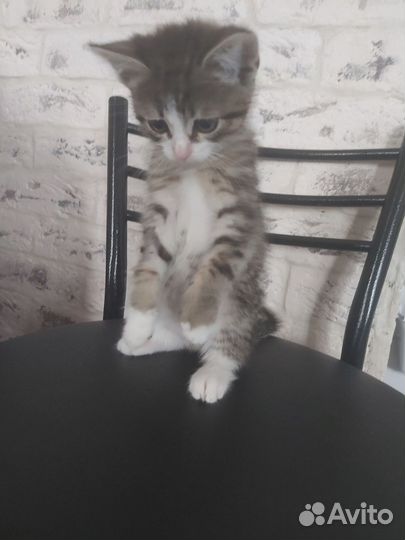 Котёнок красавчик