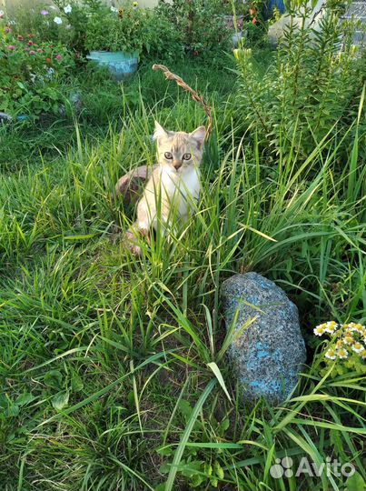 Отдам в добрые руки