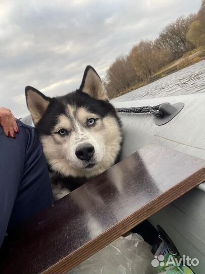 Сибирский хаски вязка