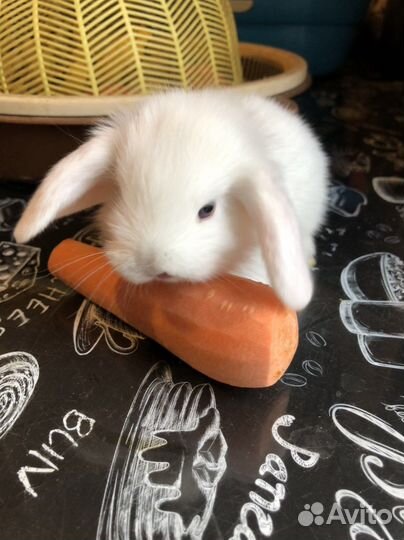 Карликовые вислоухие крольчата