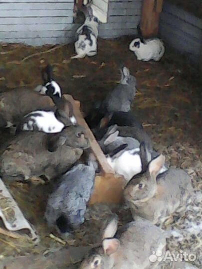 Кролики молодняк