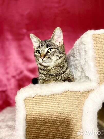 Кошка в дар