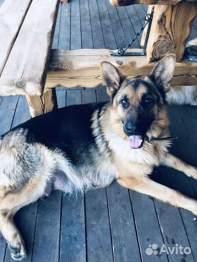 Щенки немецкой овчарки