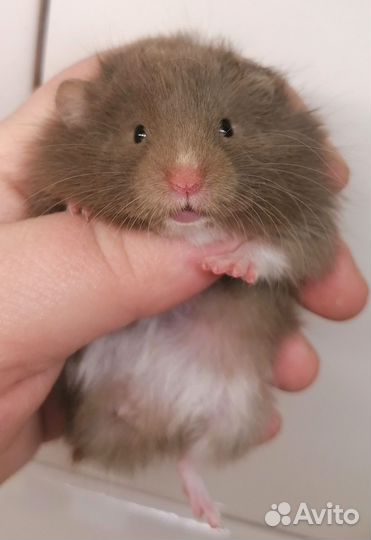Хомяк сирийский шоколадного окраса. Не кусаются