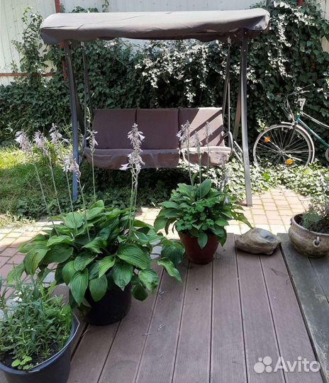 Рассада многолетних цветов