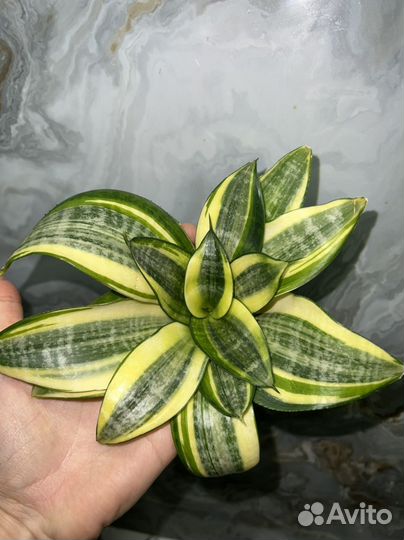 Сансевиерия манолин