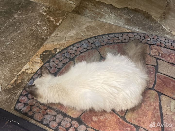 Потерялась кошка