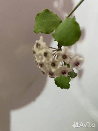 Хойя kanyakumariana