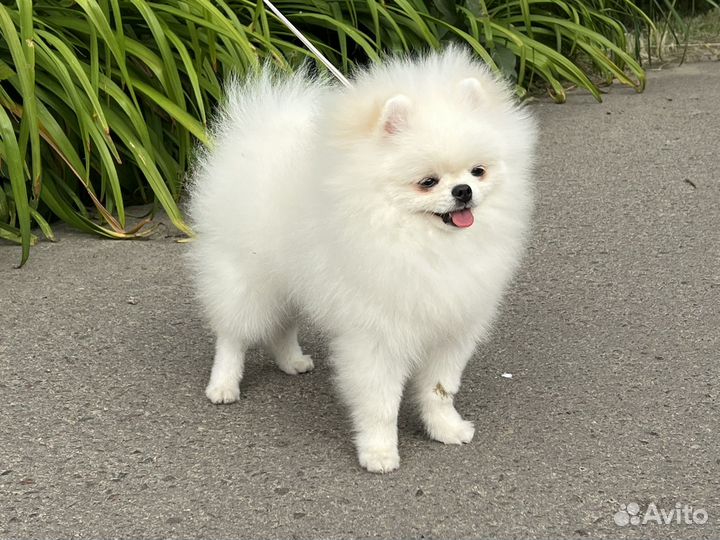 Белый Померанский шпиц тип мишка