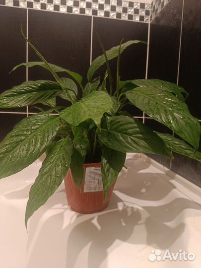 Спатифиллум