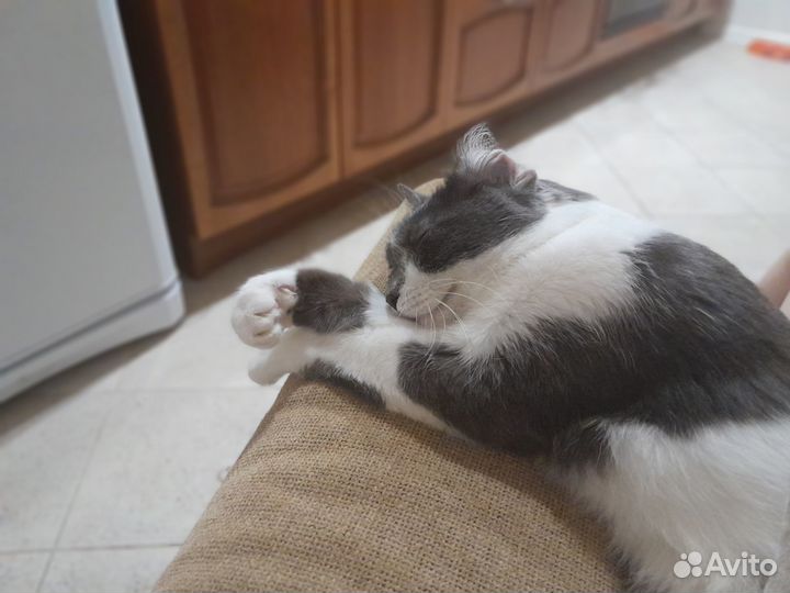 Кот Бабос в добрые руки