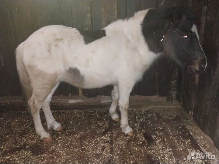 Шетлендские пони