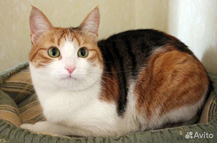 Кошечка богатка в дар