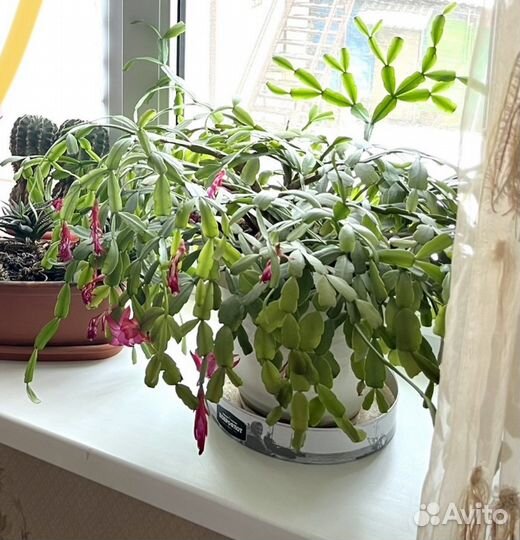 Комнатные растения/цветы (Декабрист)