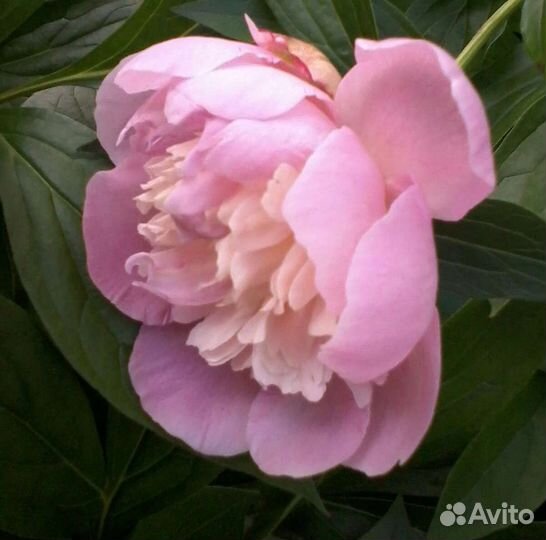 Ирисы бородатые Вабаш 10шт, пионы розовые