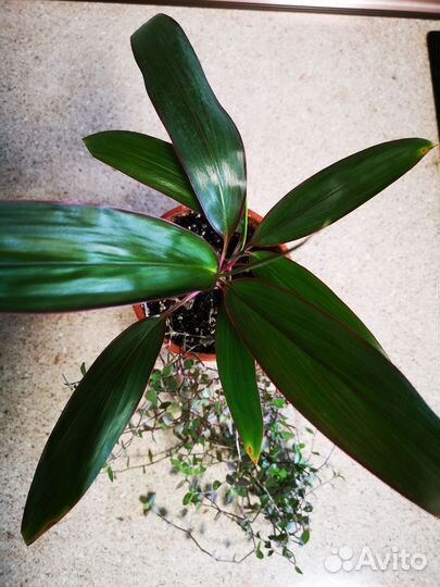 Кордилина +коллизия