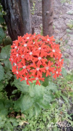 Лихнис (гвоздика садовая)