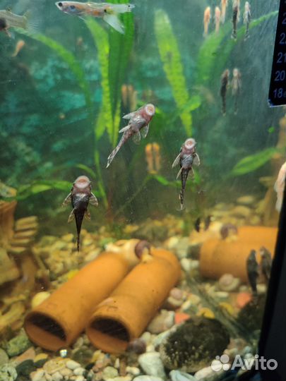 Сомики анцитрусы