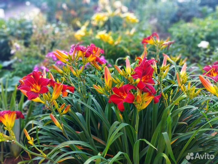 Лилейники сортовые, медуница