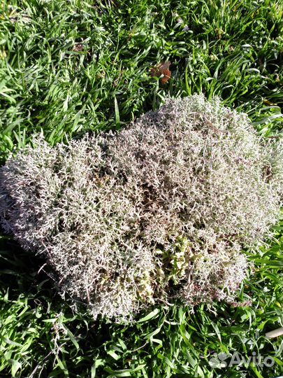 Мох цетрария