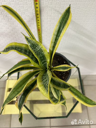 Сансевиерия Твист