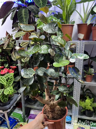 Полисциас фабиан