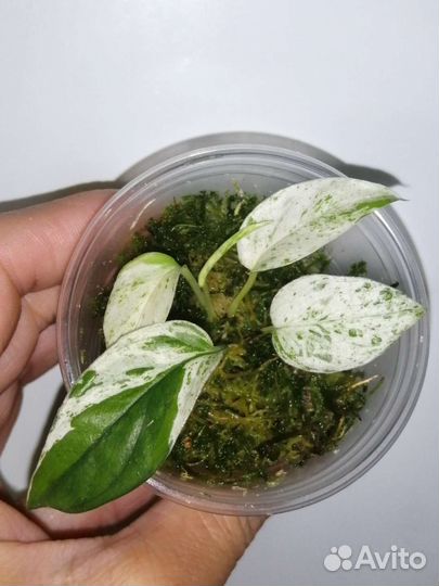 Эпипремнум марбл