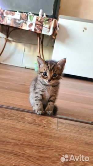 Котята