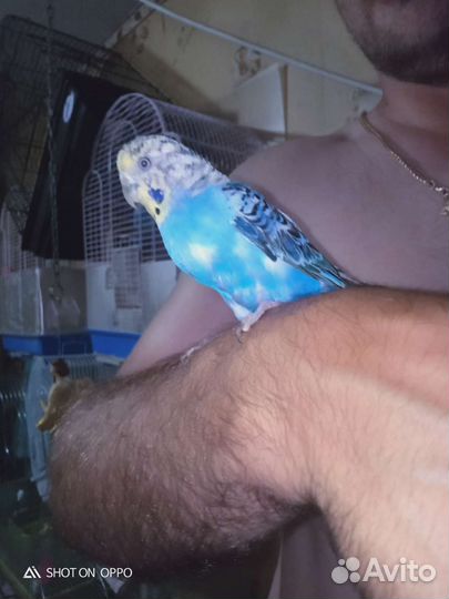 Волнистый попугай с клеткой