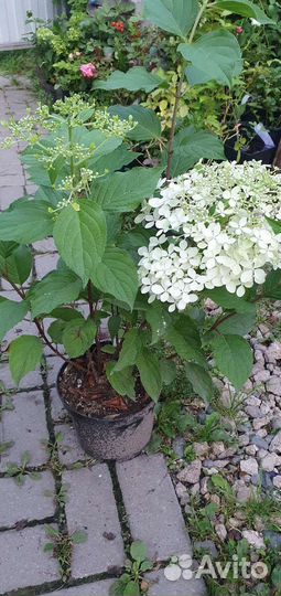 Гортензия метельчатая Фантом