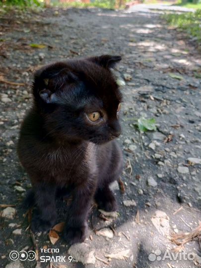 Кошка в дар