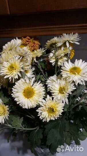 Дубки рассада