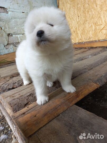 Самоедская лайка