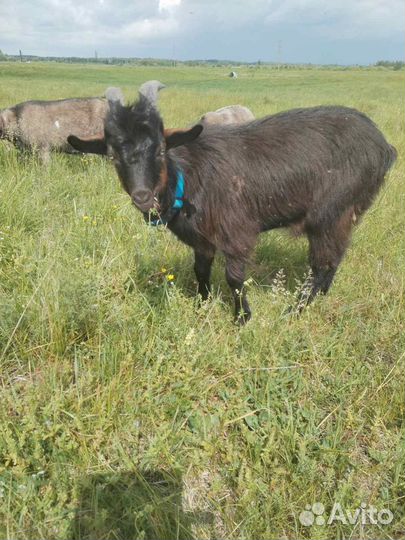 Козел на племя