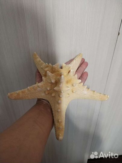 Морская звезда большая