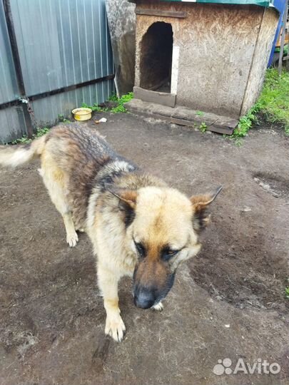 Отдаётся в добрые руки