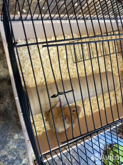 Джунгарский хомяк