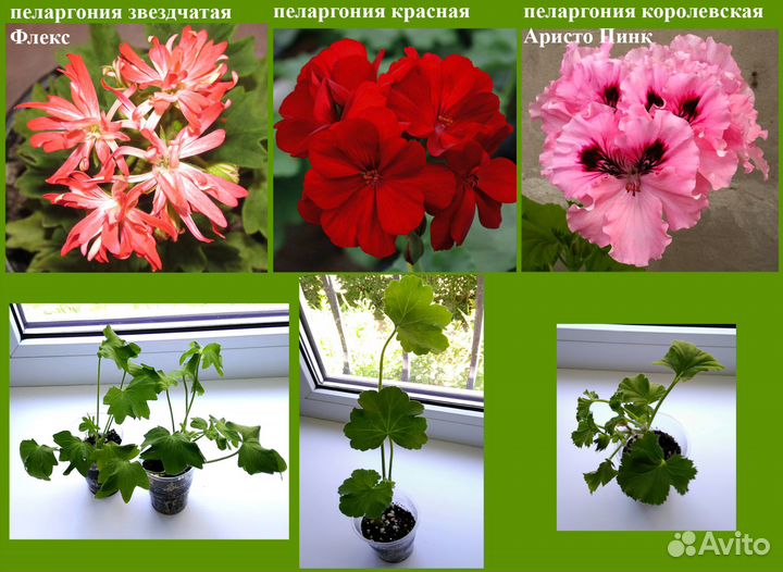 Комнатные растения