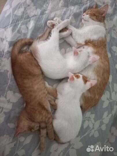 Котята бесплатно