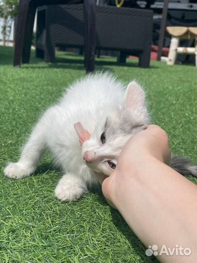 Котята в добрые руки бесплатно