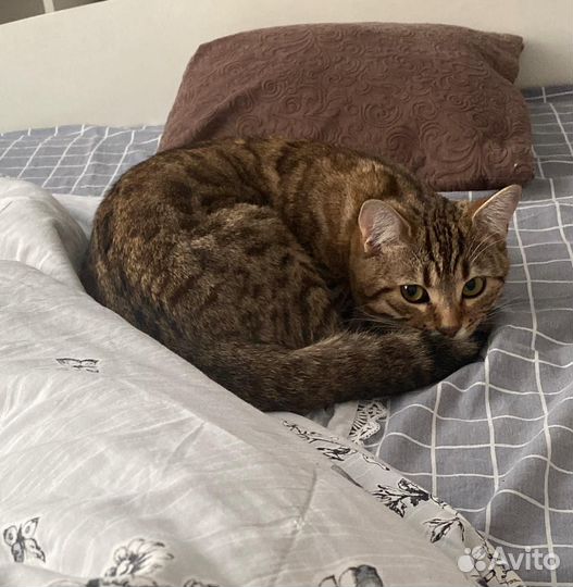 Бенгальская кошка в добрые руки