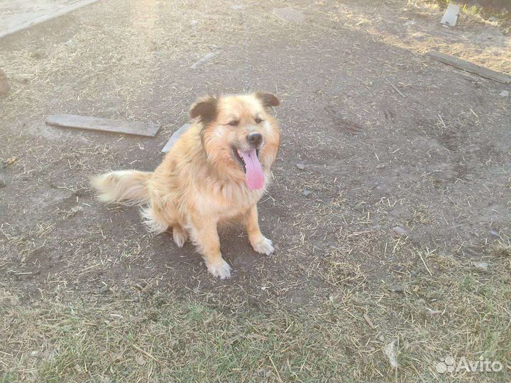 Малышу необходим дом