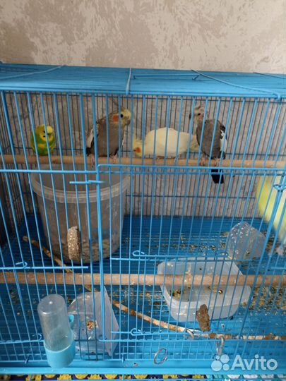 Попугай корелла