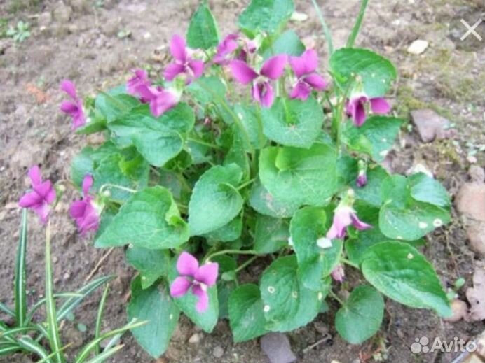Виола садовая многолетняя розовая. Саженцы