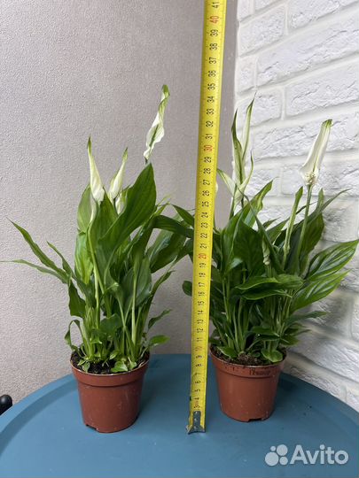 Спатифилум женское счастье комнатные цветы